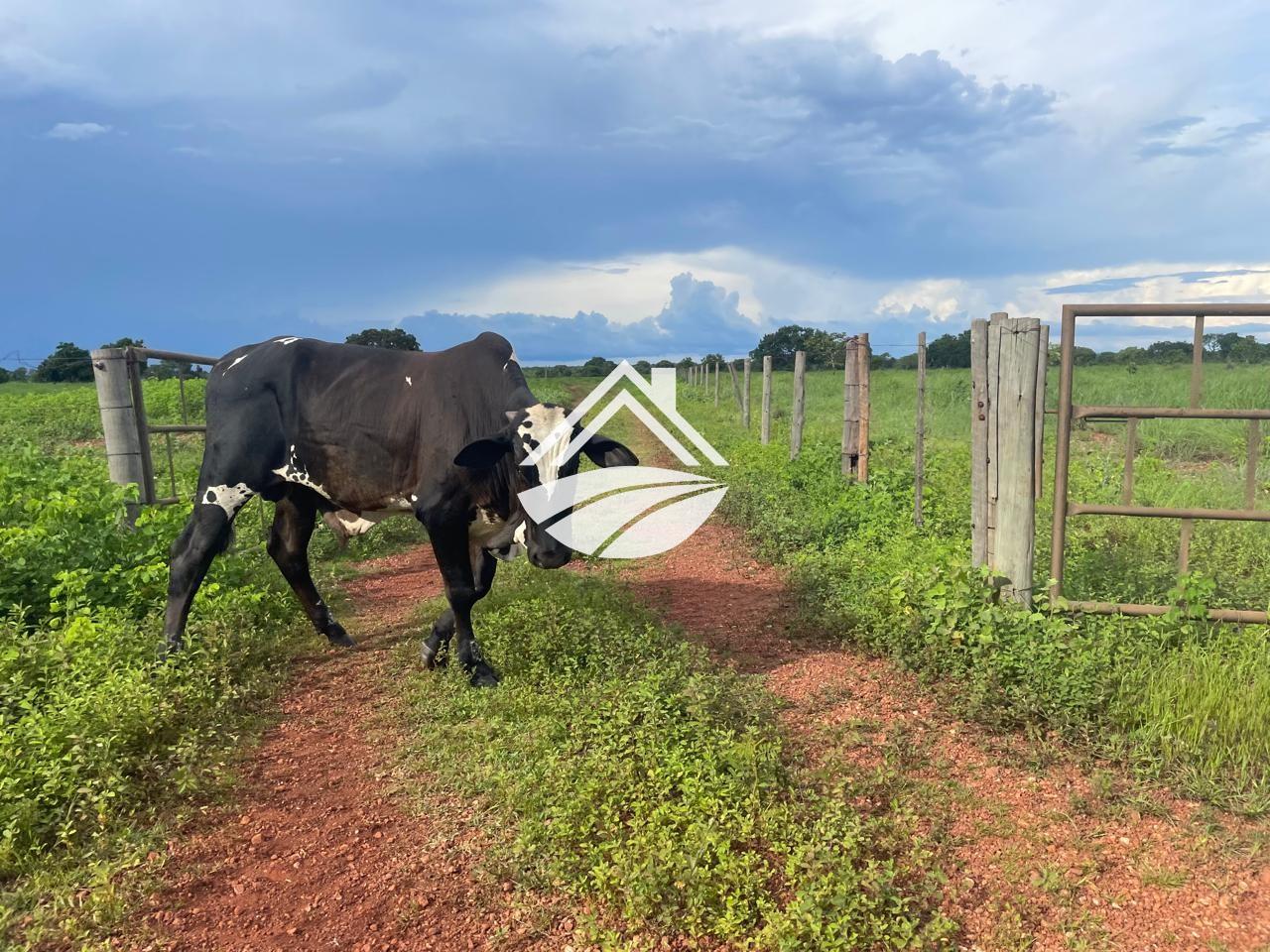 Fazenda para alugar, 1m² - Foto 4