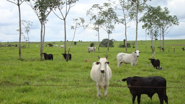 Fazenda à venda, 103000m² - Foto 4