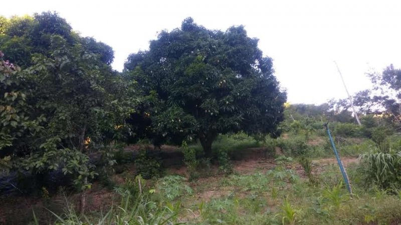 Fazenda à venda, 773m² - Foto 12