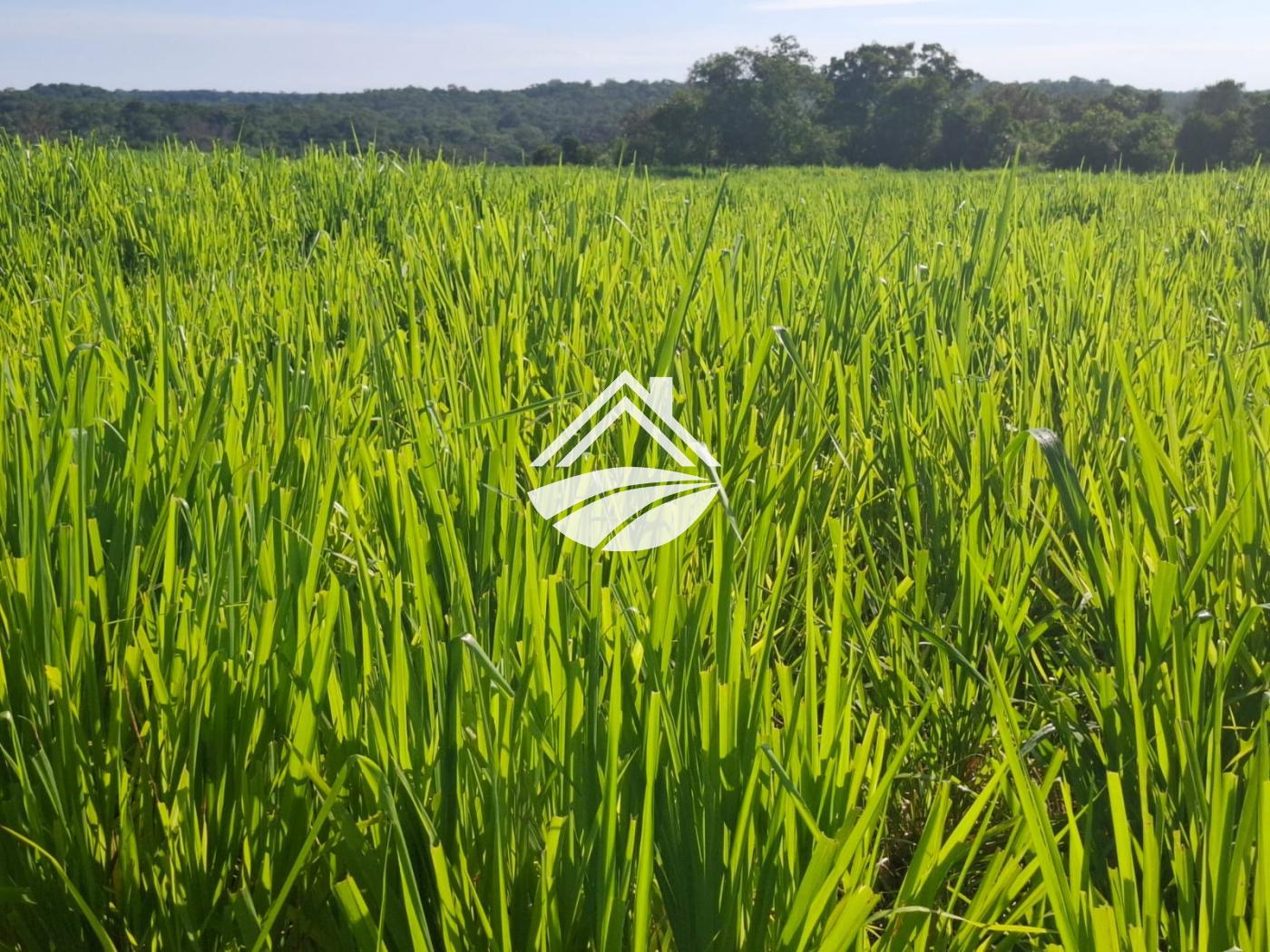 Fazenda à venda, 1m² - Foto 12