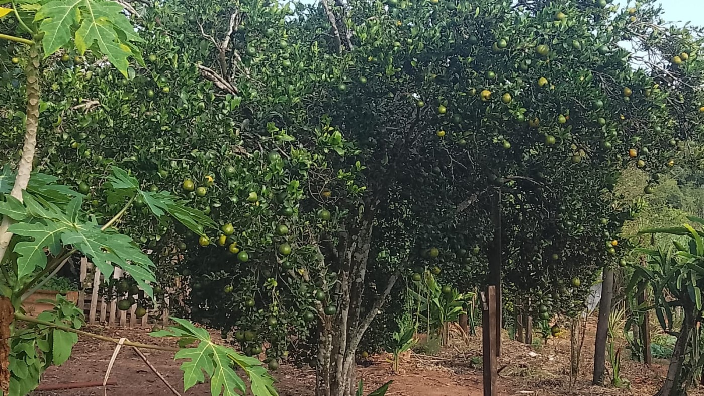 Chácara à venda, 6000m² - Foto 9