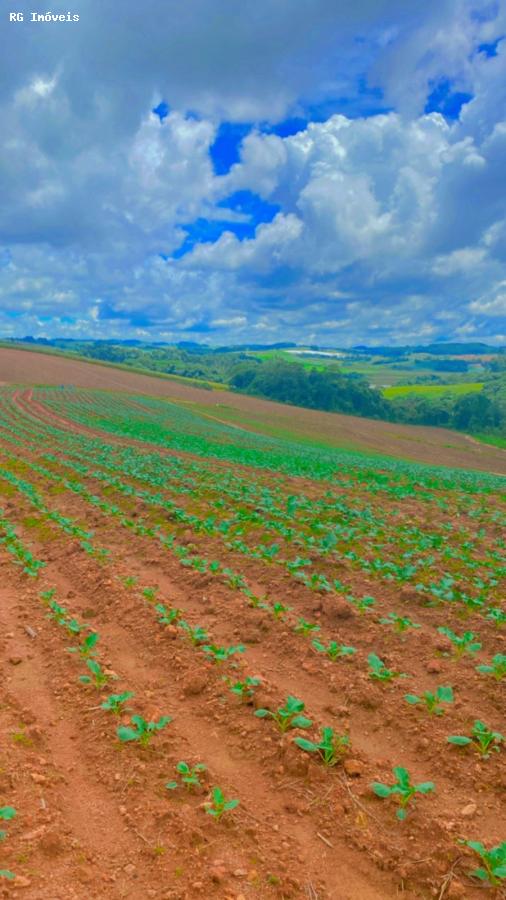 Fazenda à venda com 2 quartos, 1766600m² - Foto 4