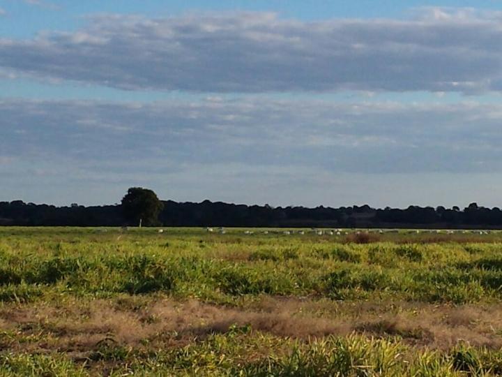 Fazenda à venda com 3 quartos - Foto 4