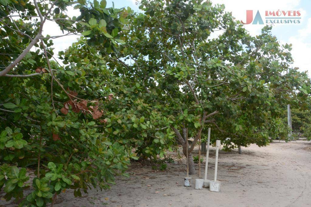 Sítio à venda com 4 quartos, 595m² - Foto 9