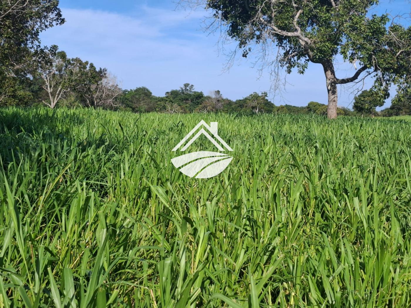 Fazenda à venda, 1m² - Foto 17
