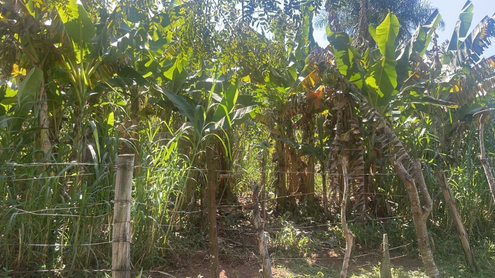 Sítio à venda com 3 quartos - Foto 3