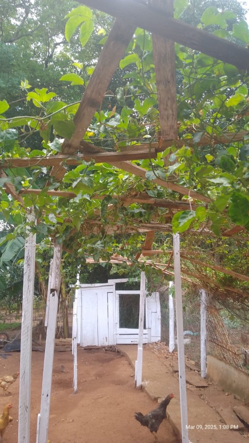 Chácara à venda com 2 quartos, 1350m² - Foto 4