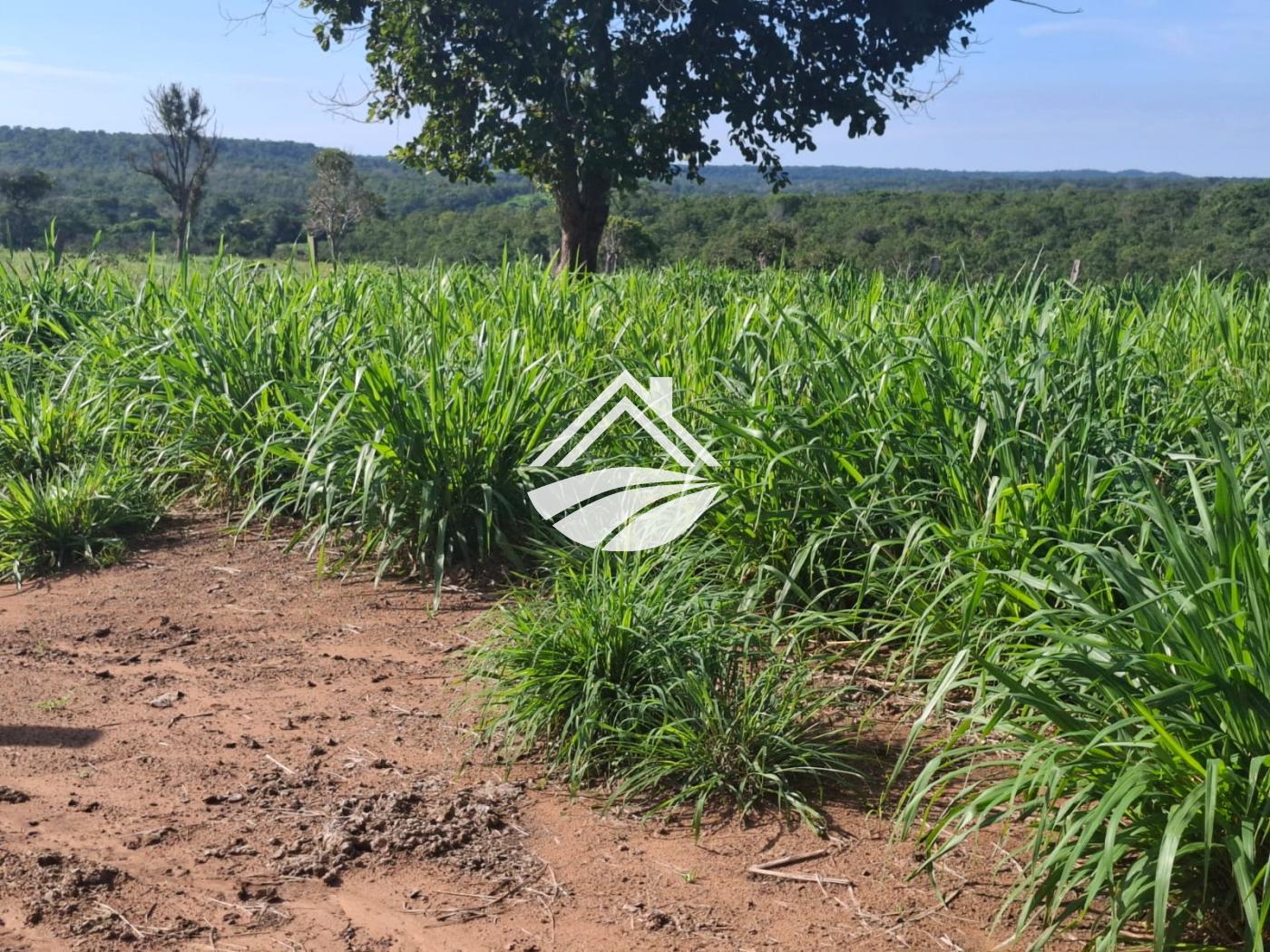 Fazenda à venda, 1m² - Foto 14