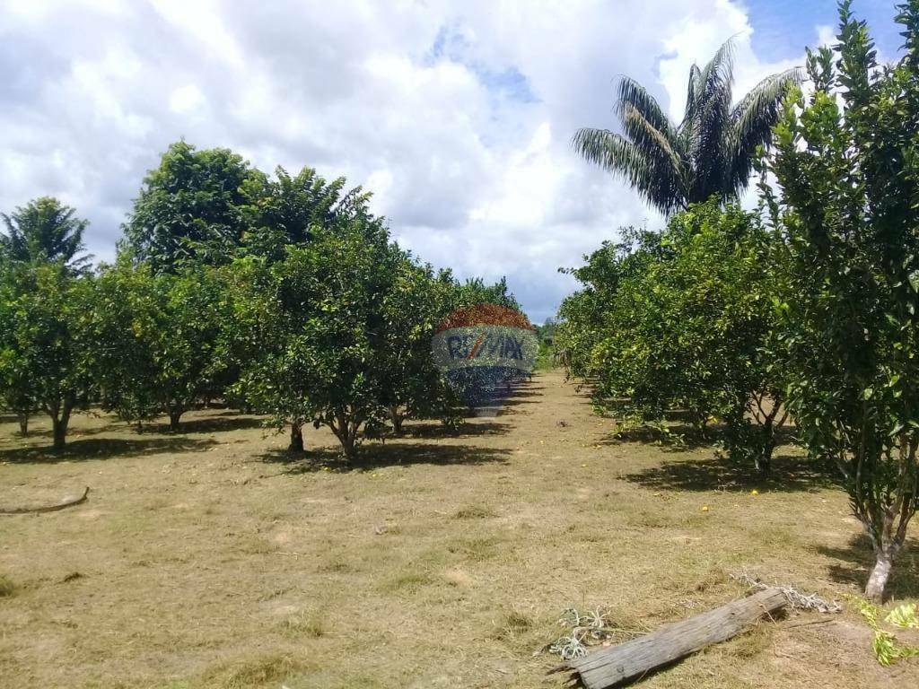 Sítio à venda com 3 quartos, 250m² - Foto 13