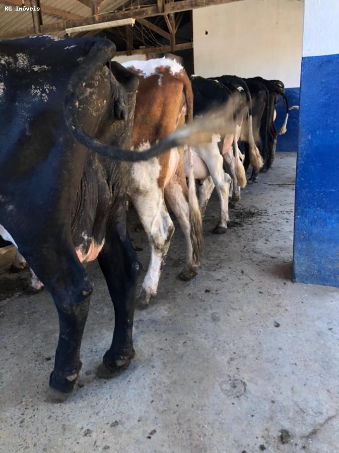 Fazenda à venda com 3 quartos, 600m² - Foto 9