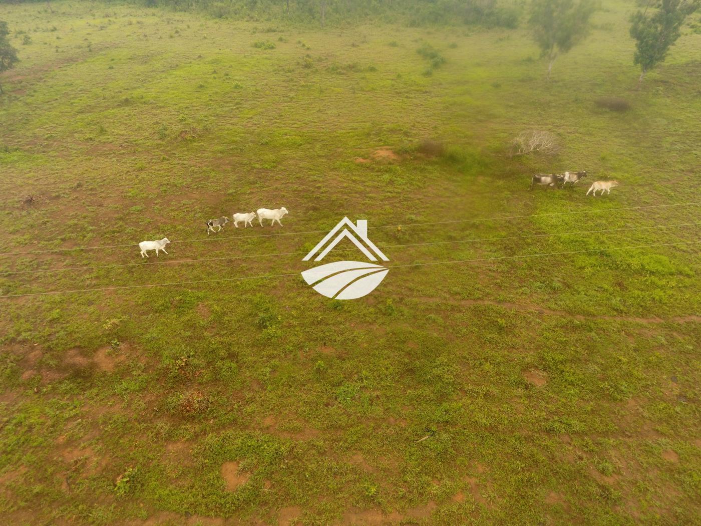Fazenda à venda, 1m² - Foto 12