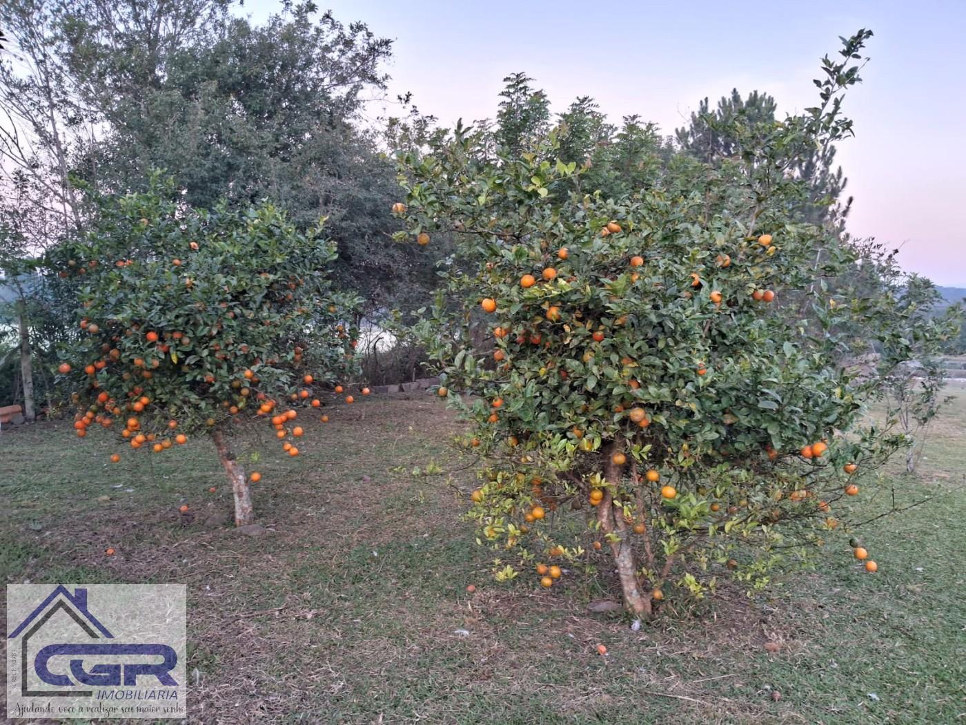 Fazenda para alugar com 3 quartos, 6000m² - Foto 11