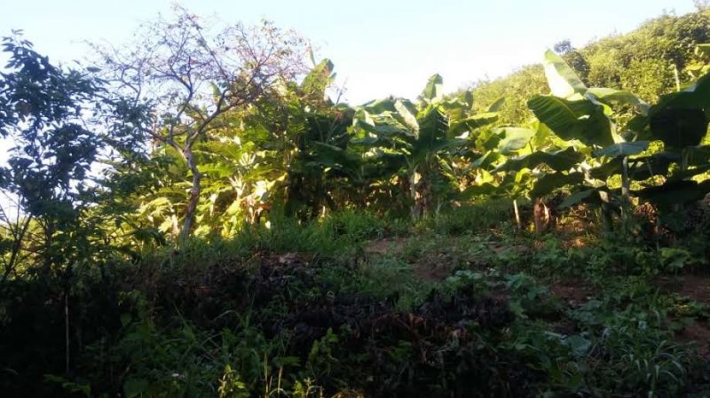 Fazenda à venda, 773m² - Foto 11