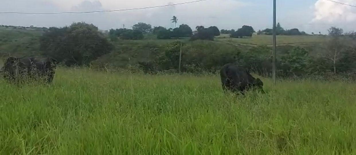 Terreno à venda - Foto 7
