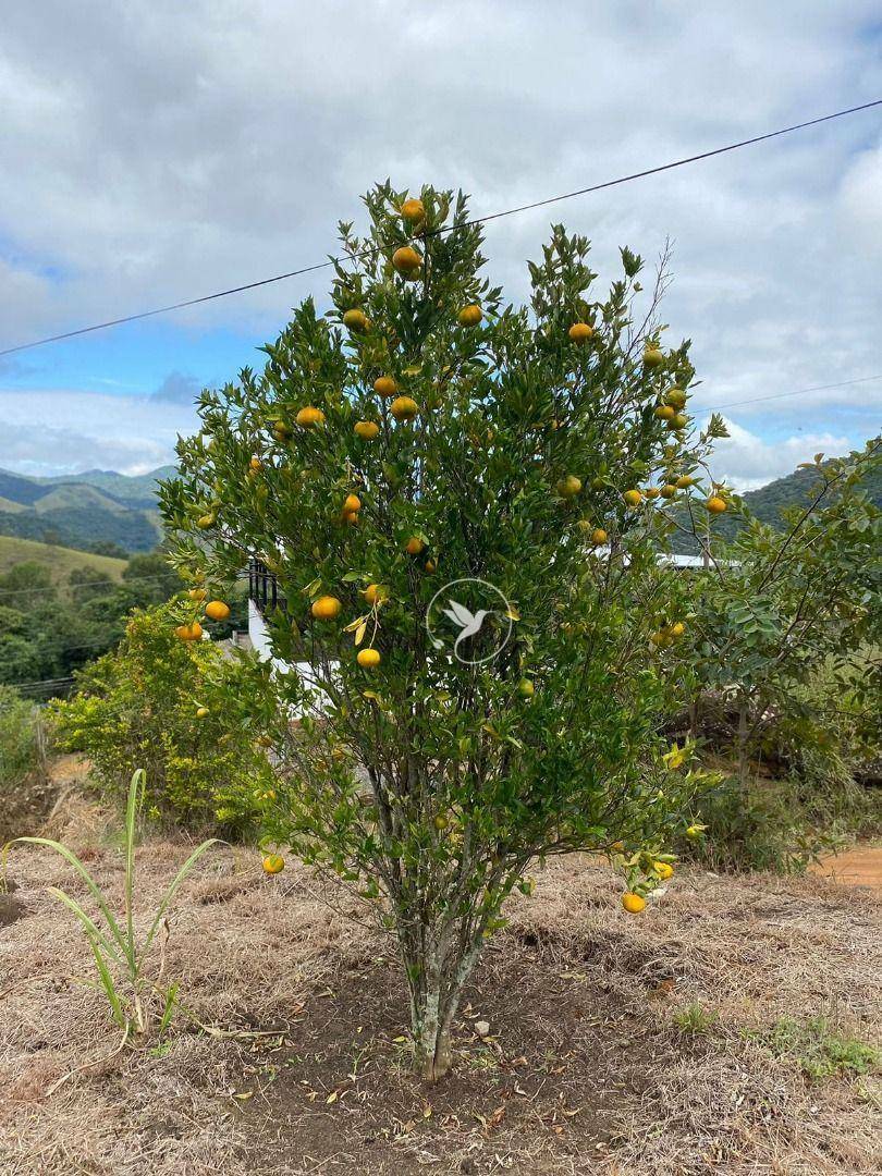 Sítio à venda com 3 quartos, 8000M2 - Foto 38