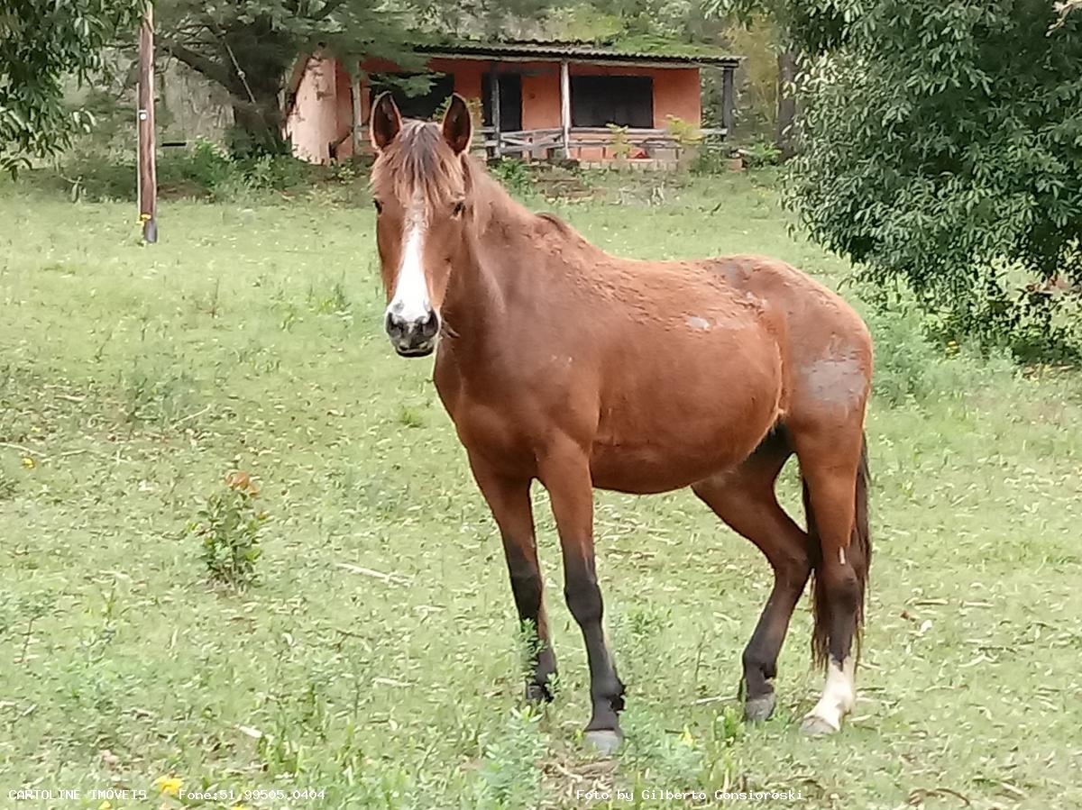 Sítio à venda com 4 quartos, 160000m² - Foto 1