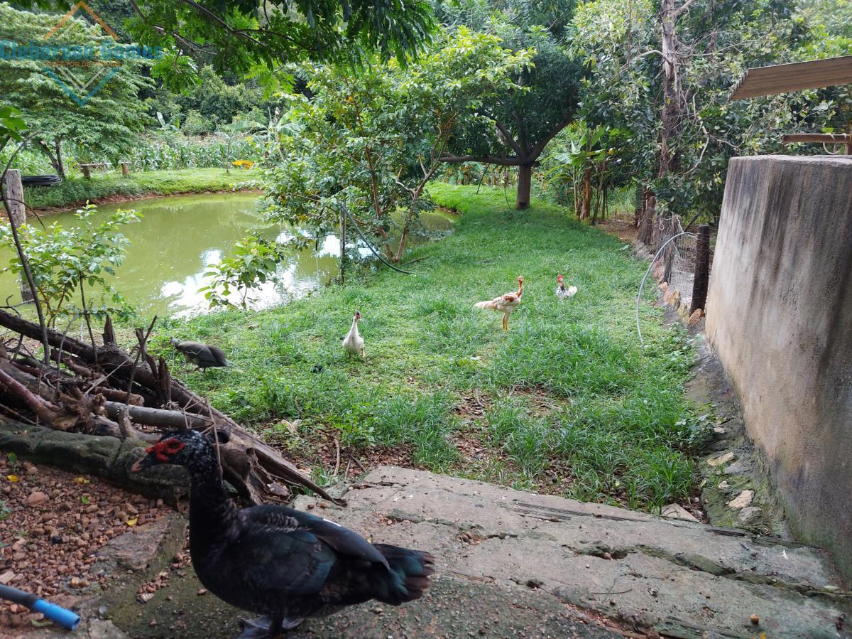 Chácara à venda com 3 quartos, 1m² - Foto 6