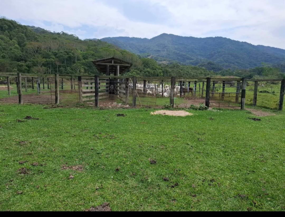 Fazenda à venda com 3 quartos, 260m² - Foto 15