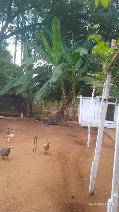 Chácara à venda com 2 quartos, 1350m² - Foto 2