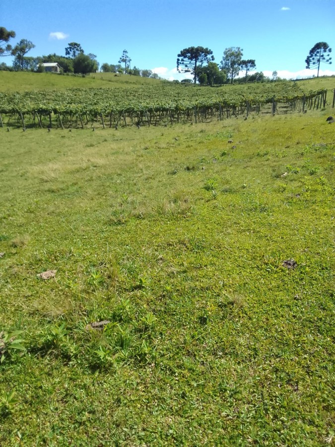 Sítio à venda com 2 quartos, 62000m² - Foto 4
