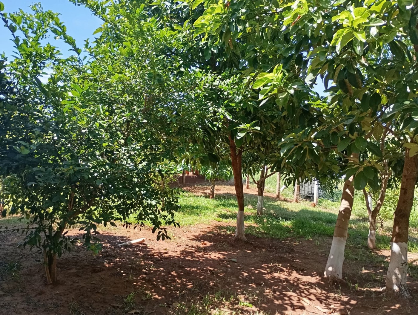 Chácara à venda com 3 quartos, 1500m² - Foto 9