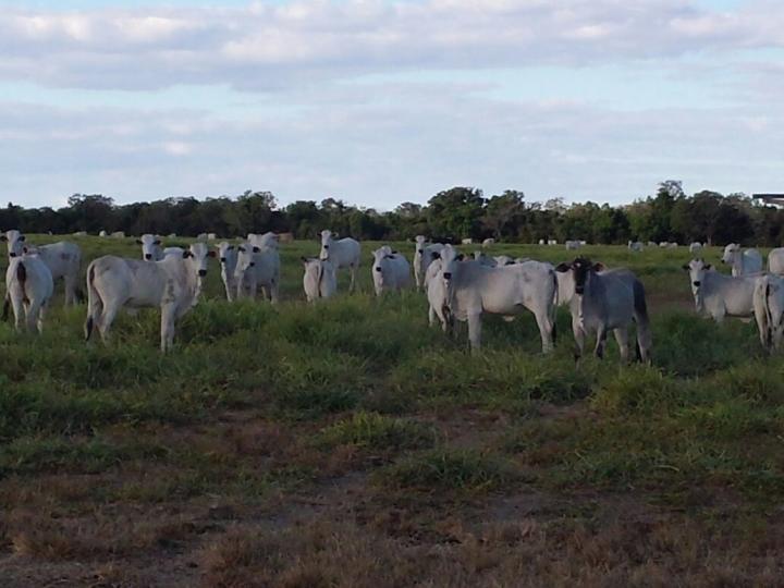 Fazenda à venda com 3 quartos - Foto 8