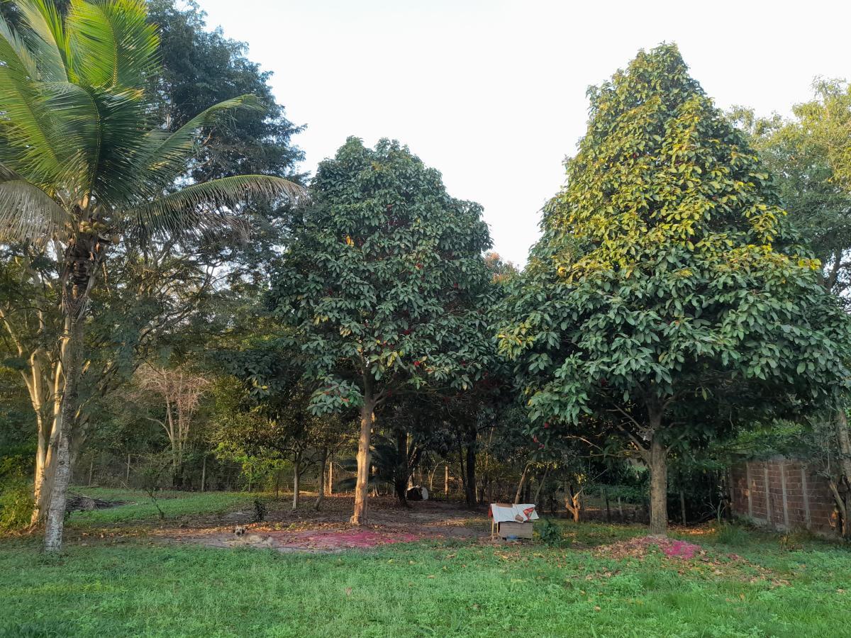 Chácara à venda com 2 quartos, 4000m² - Foto 10