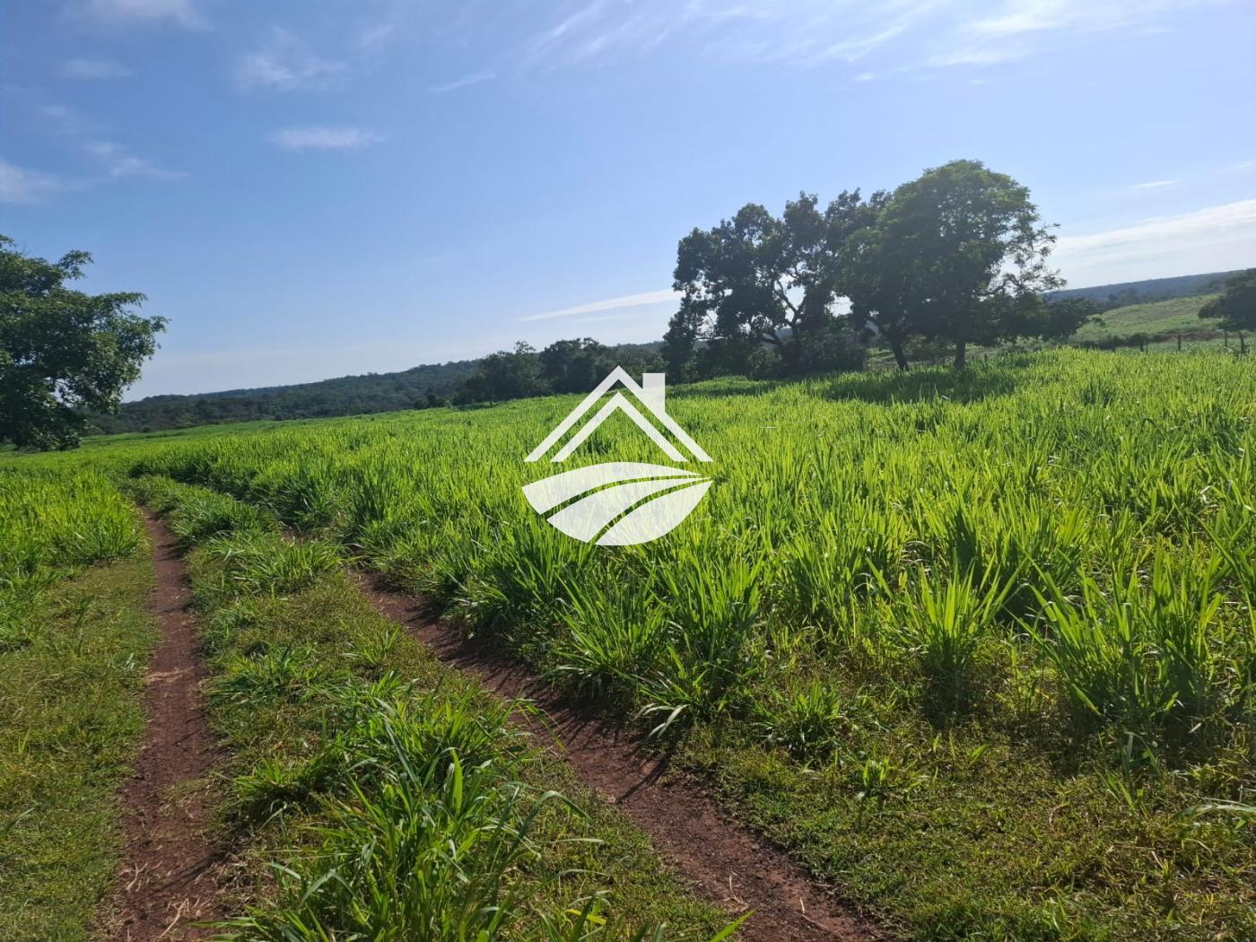 Fazenda à venda, 1m² - Foto 10