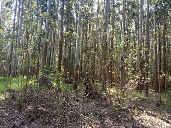 Fazenda à venda, 800m² - Foto 8