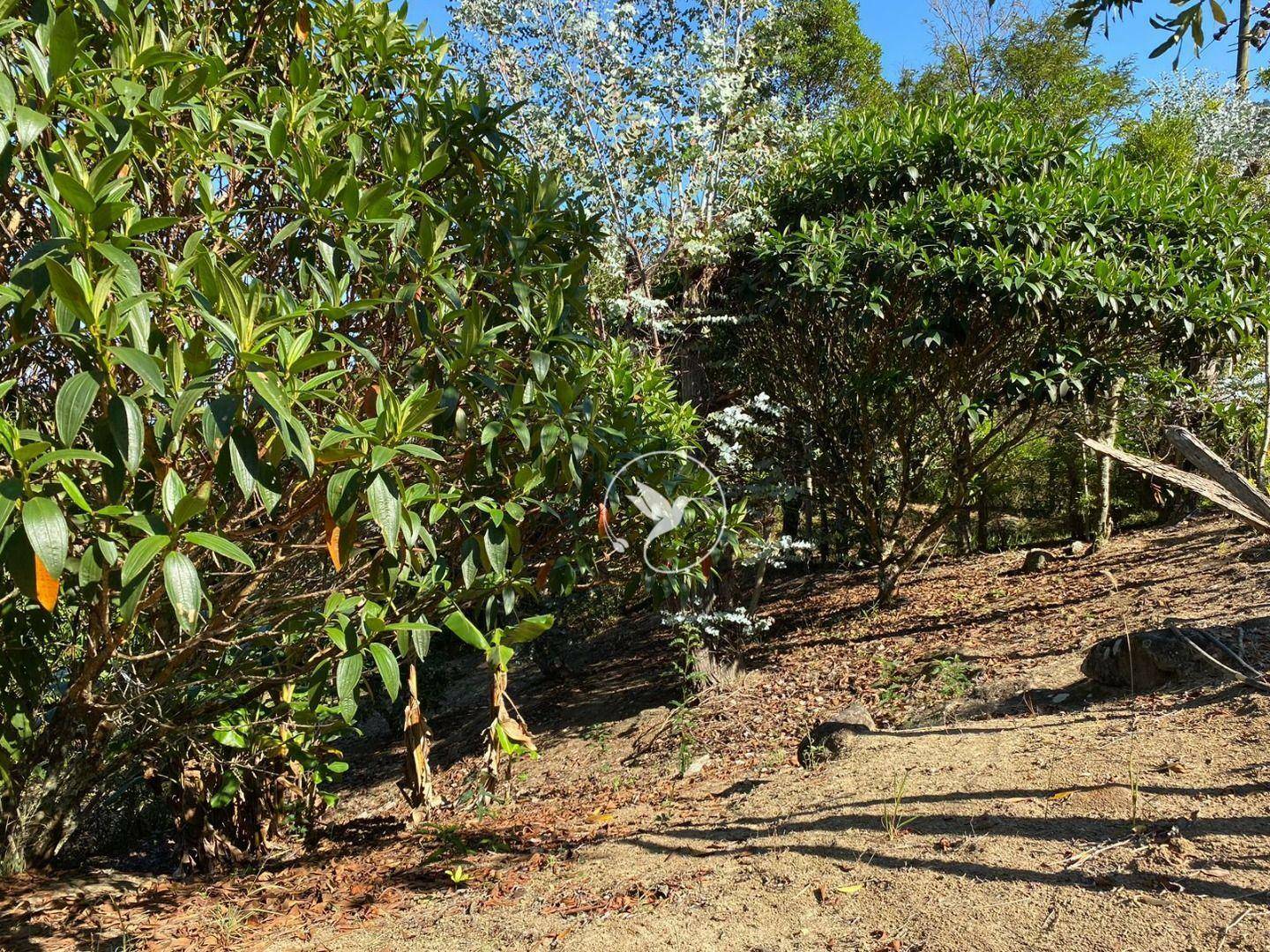 Sítio à venda com 3 quartos, 8000M2 - Foto 57
