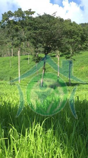 Fazenda à venda - Foto 1