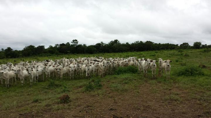 Fazenda à venda com 3 quartos - Foto 13