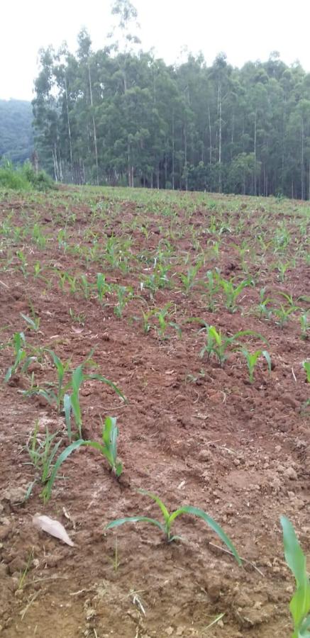 Fazenda à venda com 3 quartos, 600m² - Foto 5