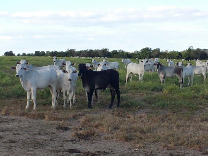 Fazenda à venda com 3 quartos - Foto 12