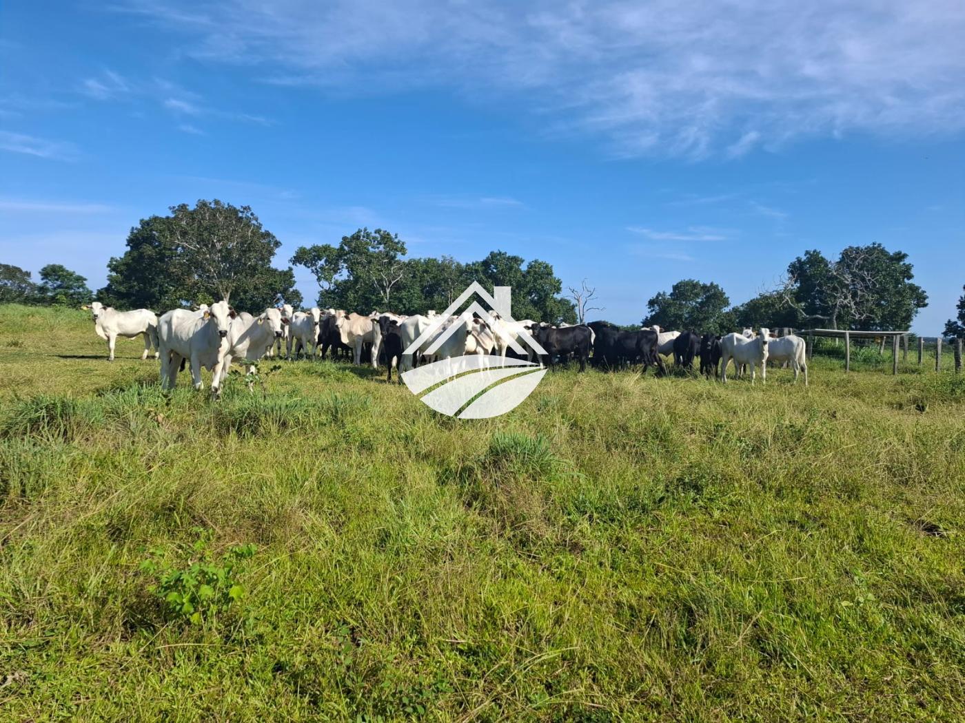 Fazenda à venda, 1m² - Foto 11