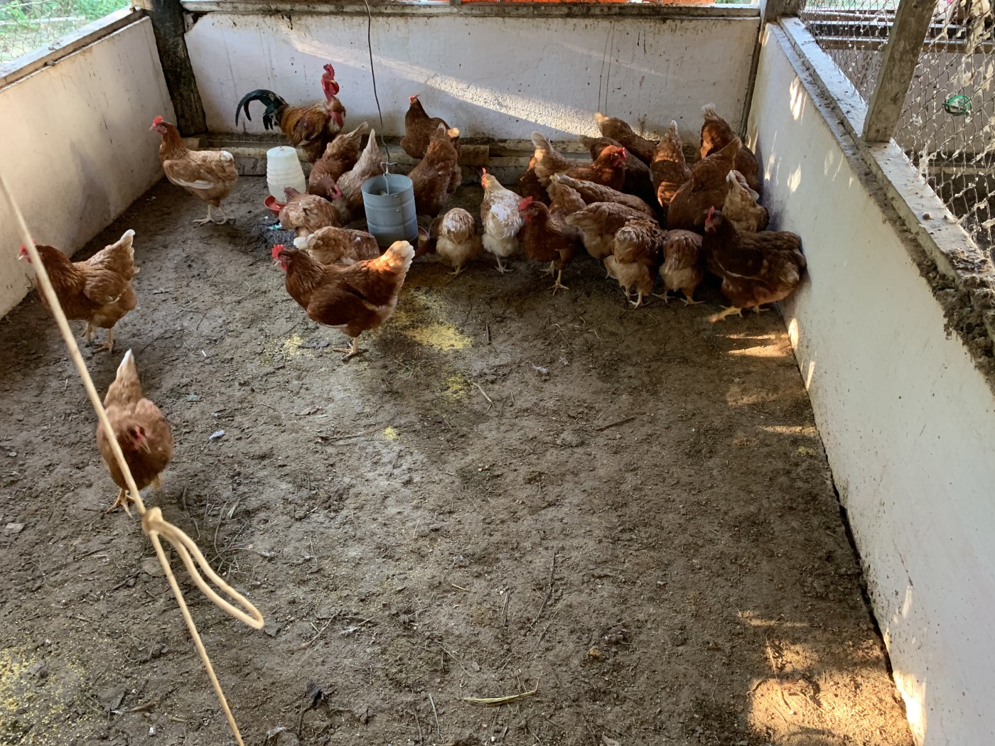 Sítio à venda com 3 quartos, 500m² - Foto 44